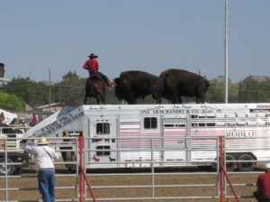 Buffalo + Horse + Cowboy on the Truck!