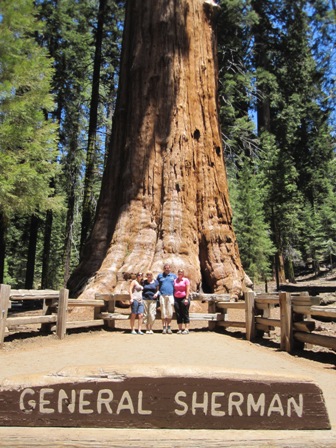 Größter Baum der Welt (vom Volumen her)
